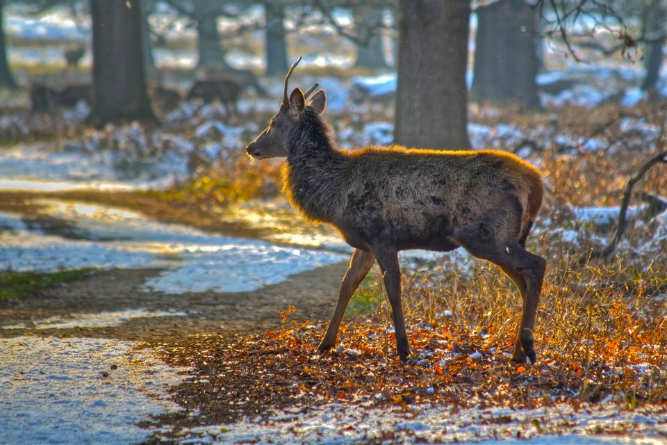 53 Richmond Park.jpg